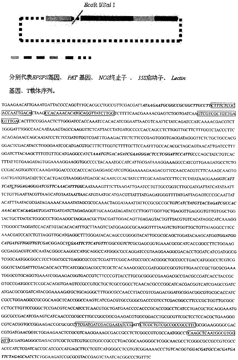 Five-gene standard plasmid molecule for transgenic soybean detection and construction thereof