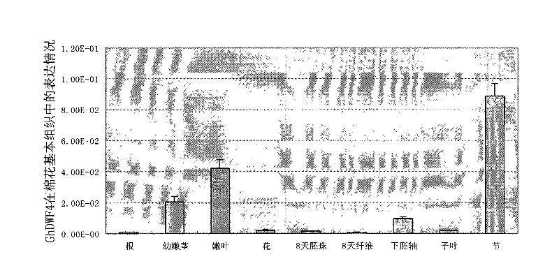 Promoter of Cotton Brassinolide Synthase ghdwf4 Gene and Its Application