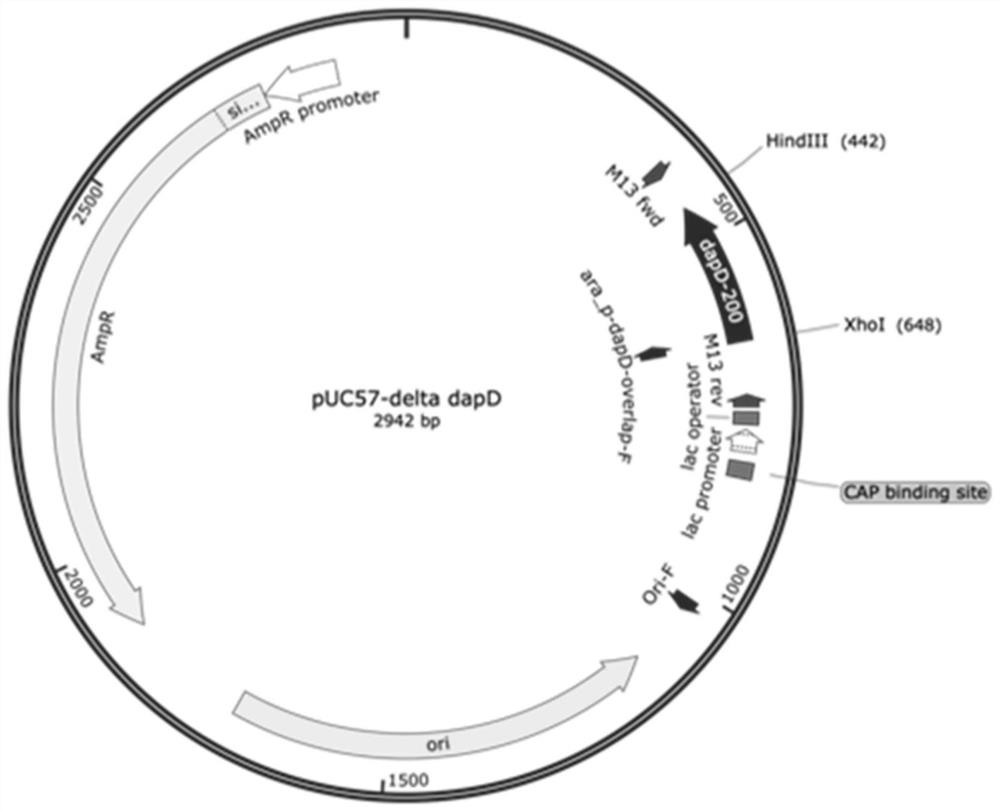 Gene editing application of prokaryotic Argonaute protein