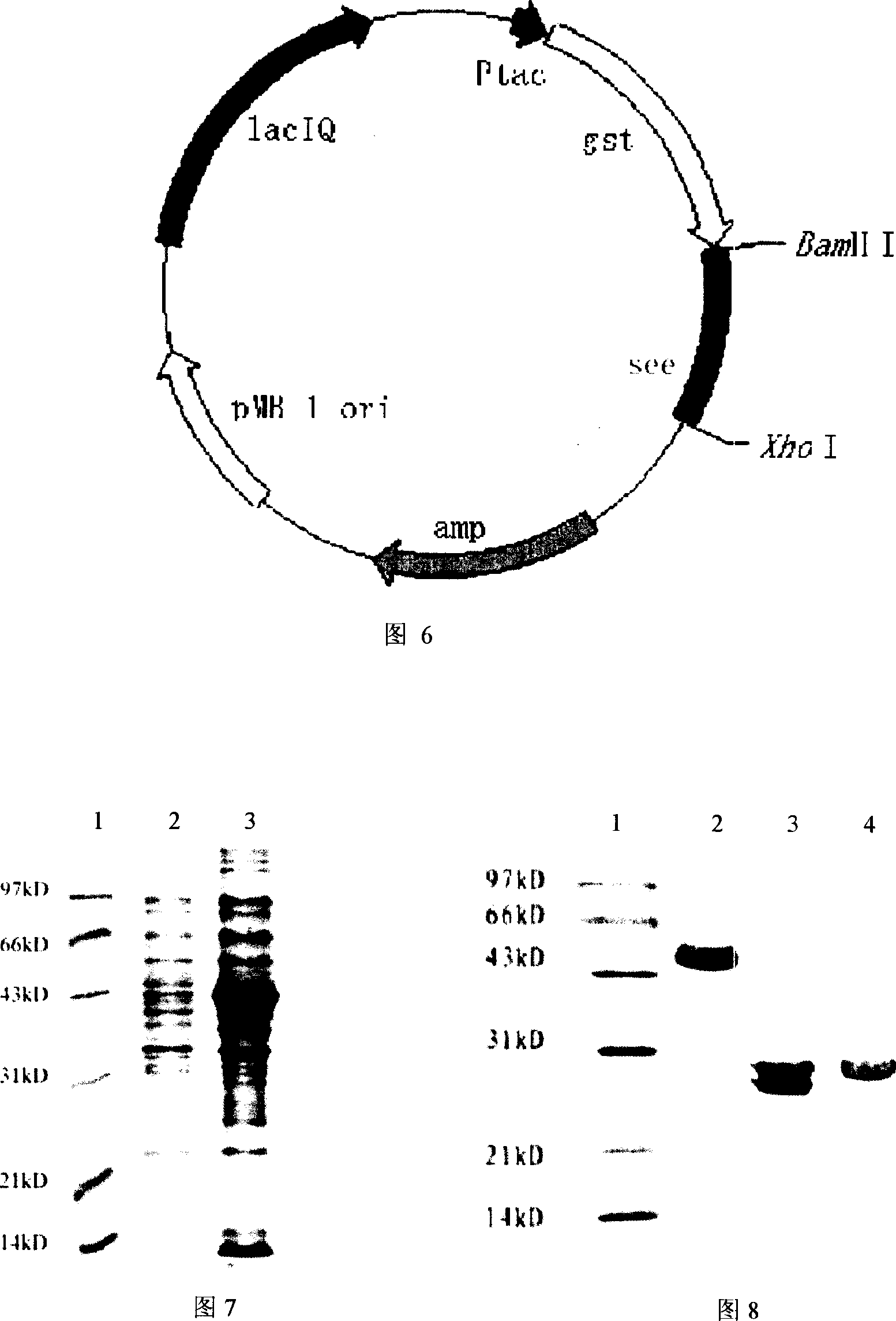 Staphylococcus aureus enterotoxin E and its preparation and uses