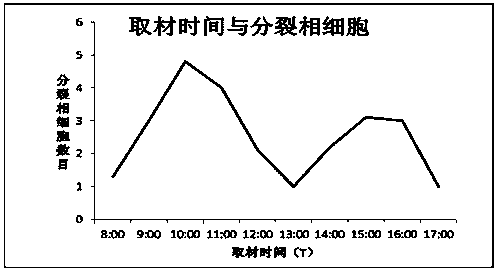 Method for quickly identifying chromosome number of rosa plant