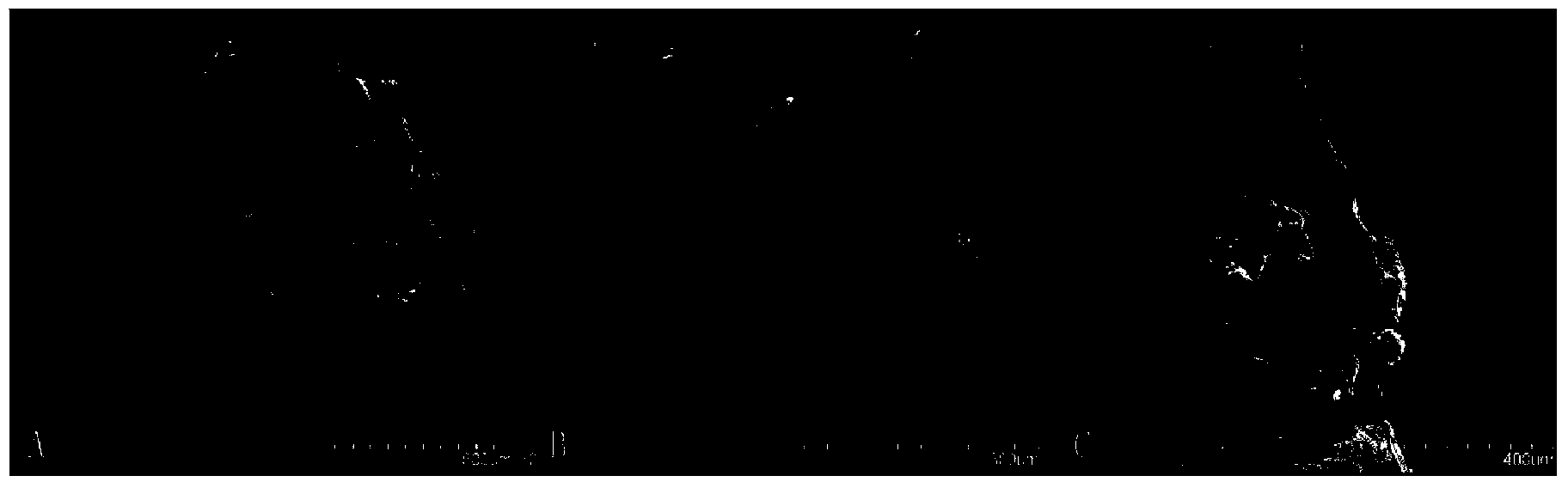 Method for quickly identifying chromosome number of rosa plant