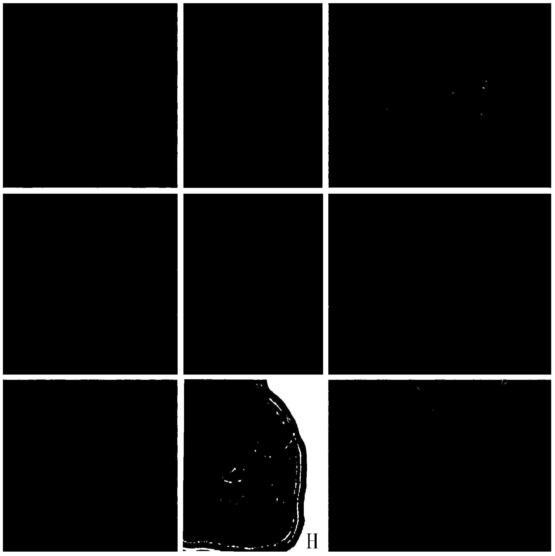 Method for quickly identifying chromosome number of rosa plant