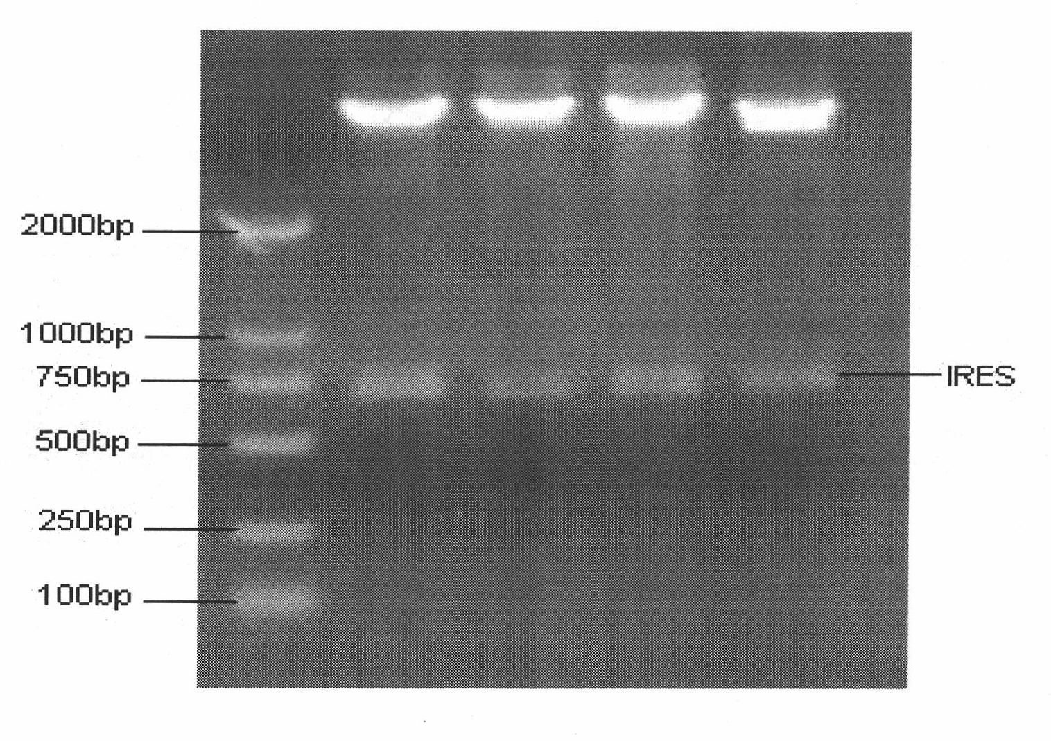 Construction and application of IRES (Internal Ribosome Entry Site) mediated four GH (Growth Hormone) subtypes and IGF-I (Insulin-like Growth Factor-I) bicistronic eukaryon co-expression vector