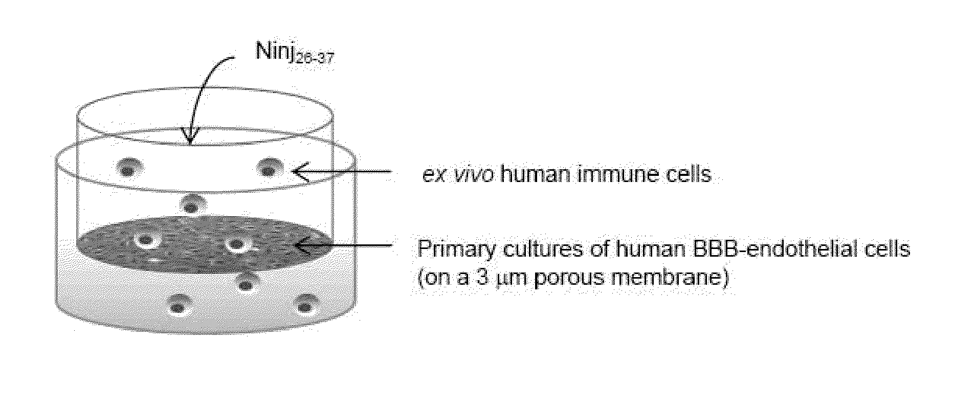 Ninjurin-1 modulation and uses thereof