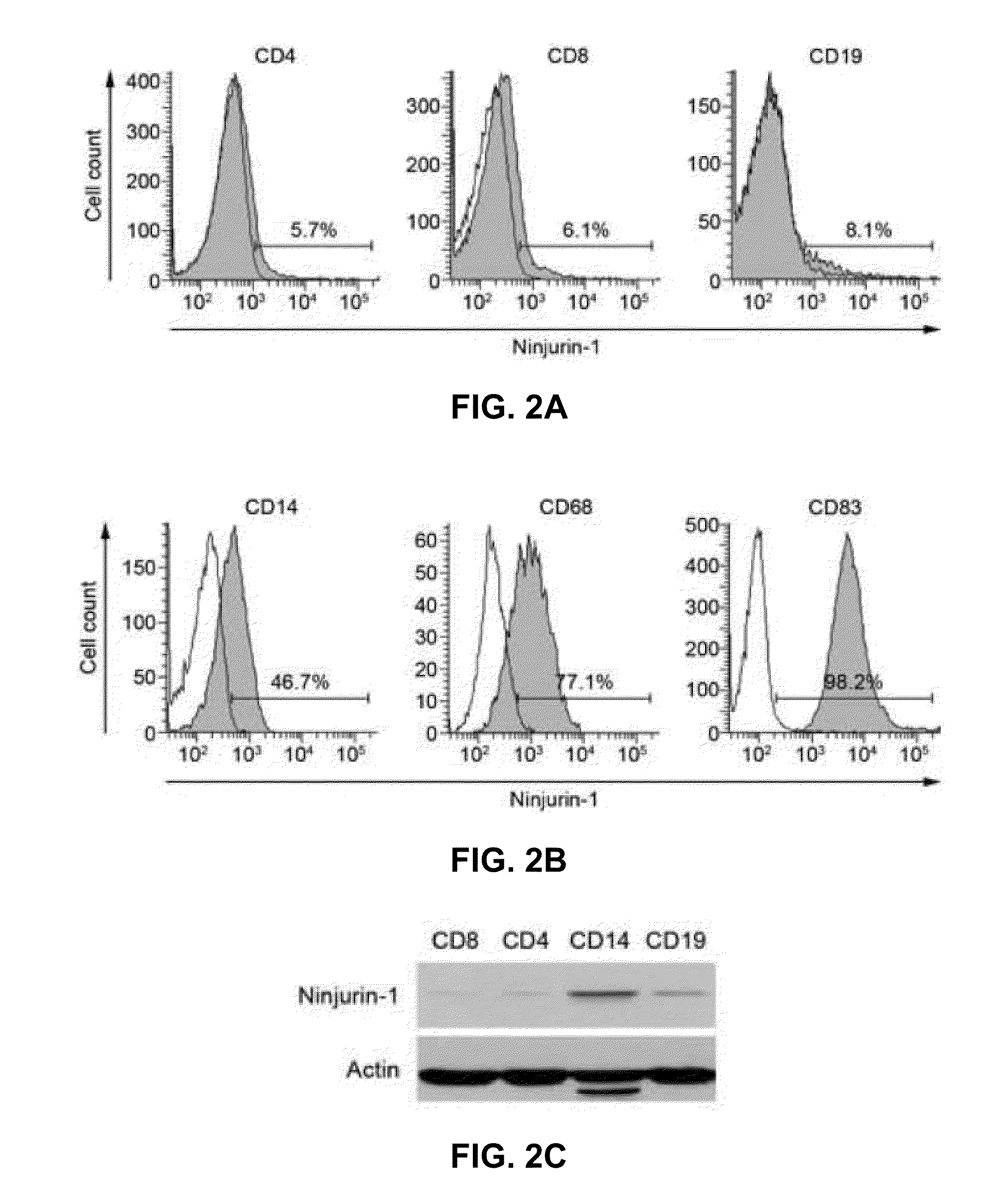 Ninjurin-1 modulation and uses thereof