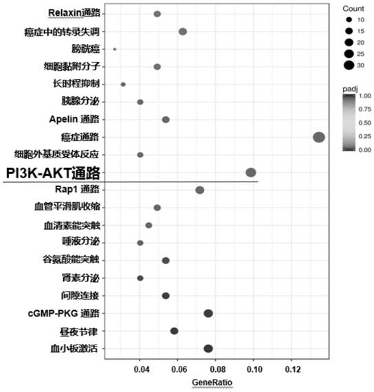 Macrophage polarization regulator and application thereof in promoting platelet generation