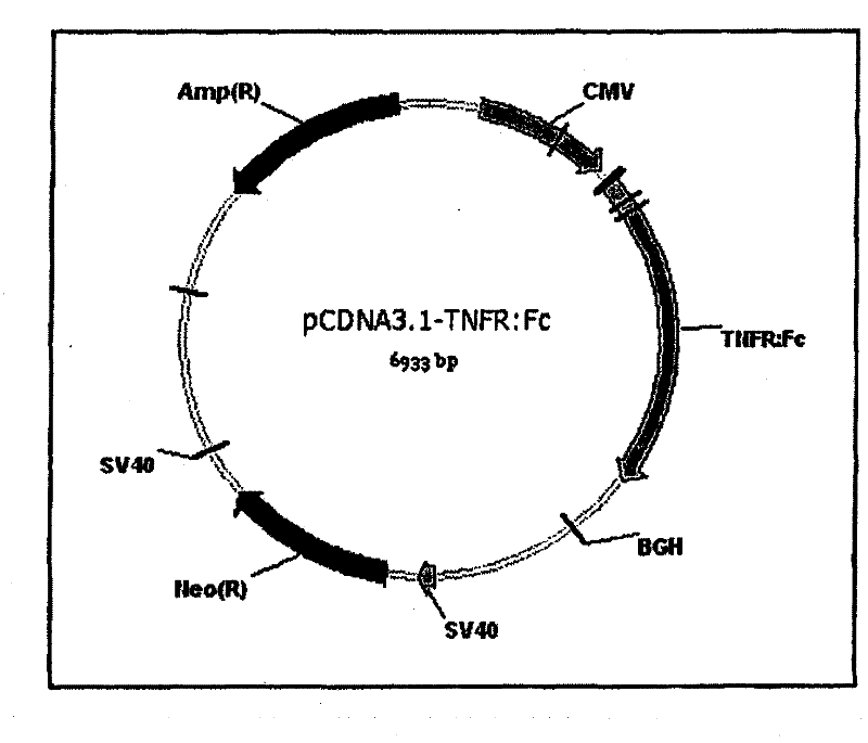 An expression vector and a method thereof