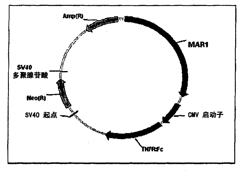 An expression vector and a method thereof