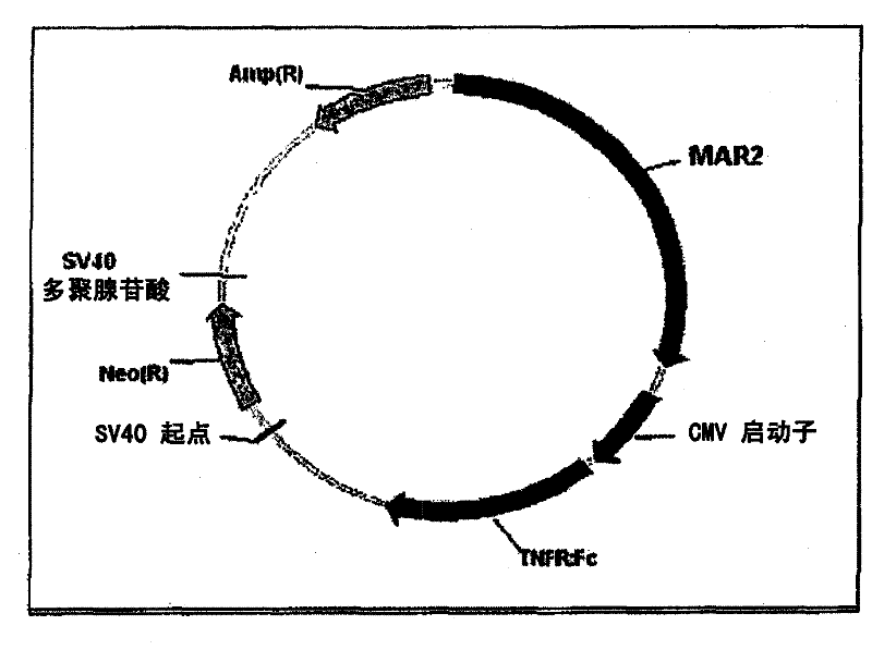 An expression vector and a method thereof