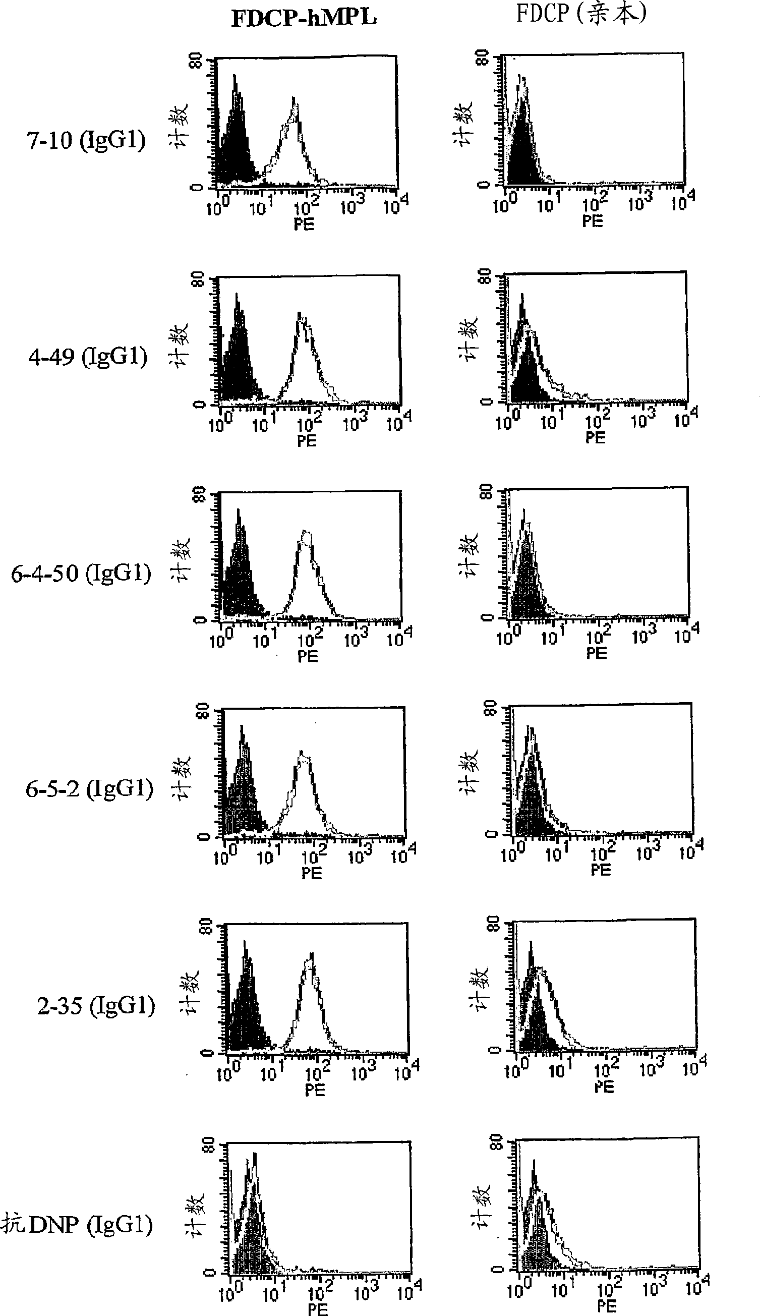 Agonistic antibody directed against human thrombopoietin receptor