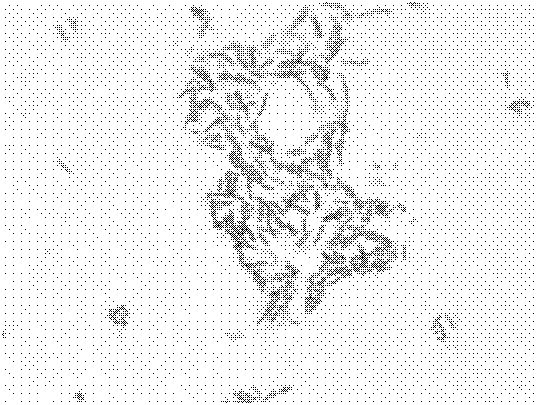 Assimilated nitrate nitrogen strain and application thereof