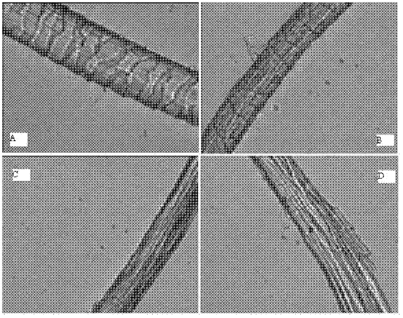 Stenotrophomonas maltophilia for generating keratinase and application of stenotrophomonas maltophilia