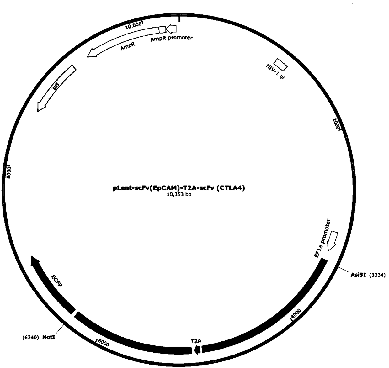 Anti-EpCAM chimeric antigen receptor encoding gene, preparation method, plasmid and immune cell with gene and application of encoding gene