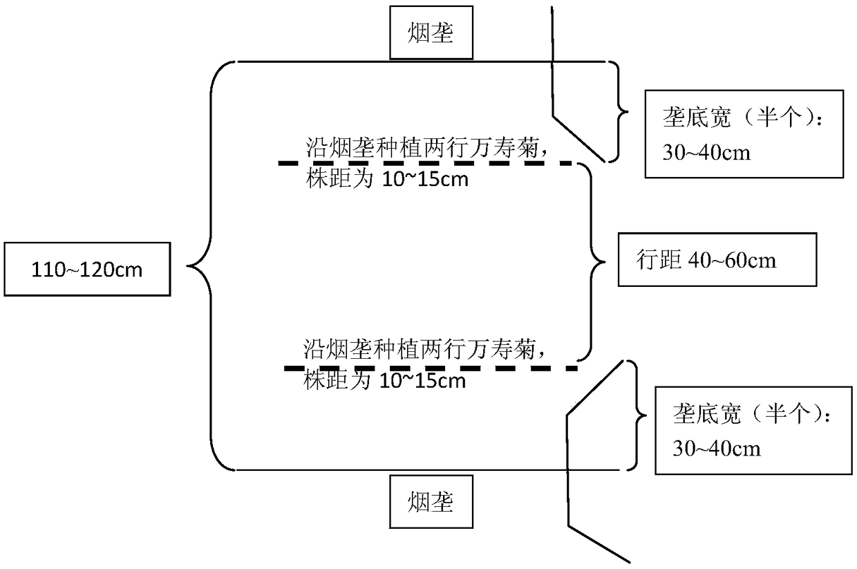 Method for preventing and controlling bacterial wilt and black shank of tobacco by using tagetes erecta