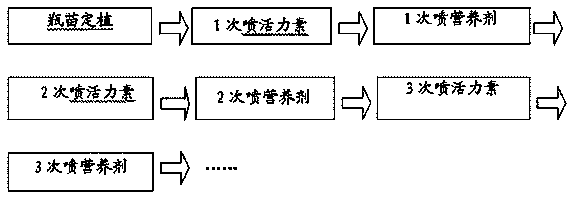 Method for transplanting tissue culture seedlings of dendrobium officinale