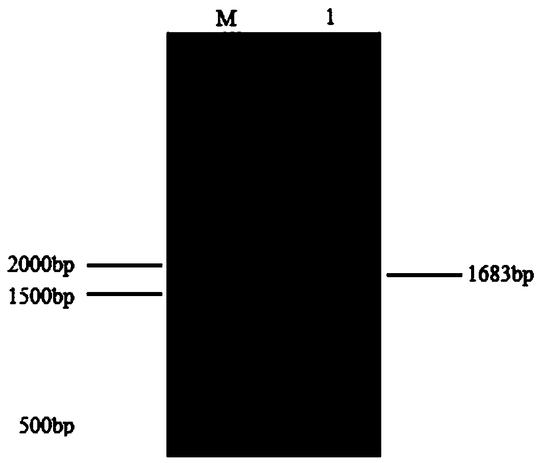 Vaccine strain rSN-R92G-E93K, construction method and applications thereof