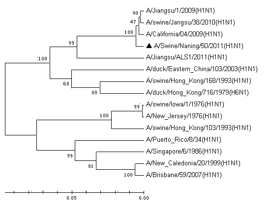 Vaccine strain of HIN1 swine influenza virus and application thereof