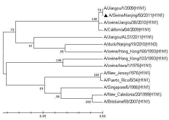 Vaccine strain of HIN1 swine influenza virus and application thereof