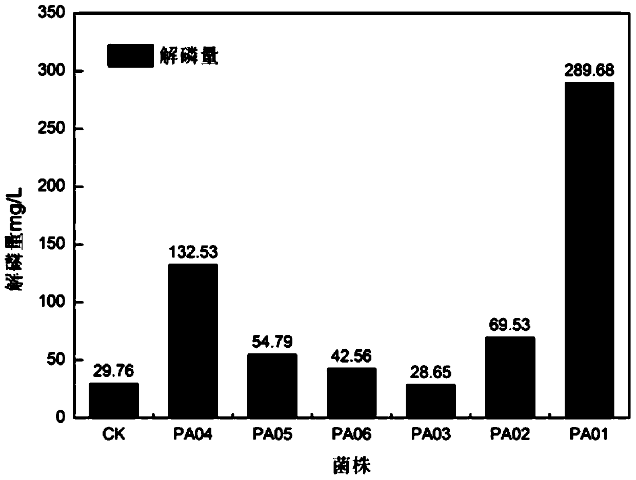 A strain of Penicillium lavender that decomposes insoluble aluminum phosphate in acidic soil and its application