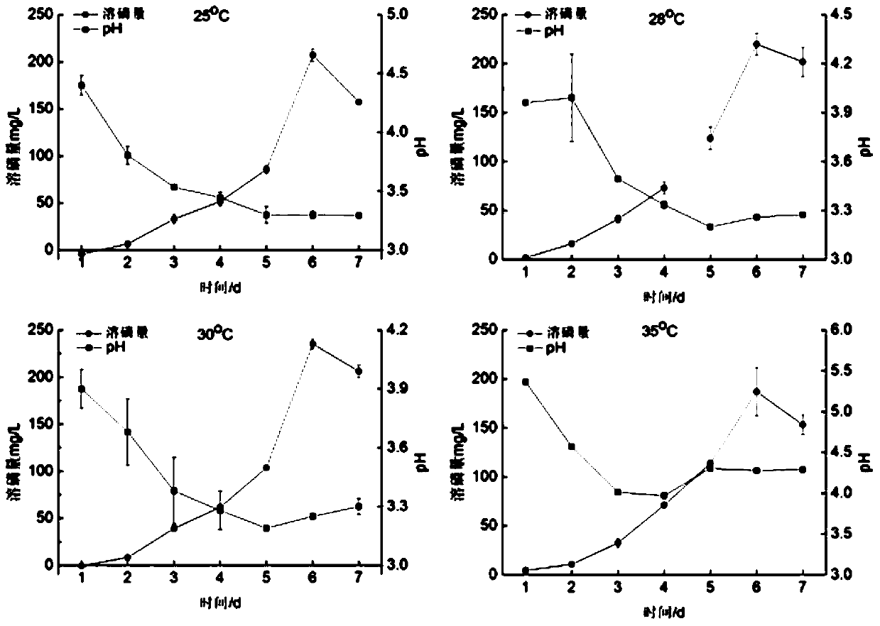 A strain of Penicillium lavender that decomposes insoluble aluminum phosphate in acidic soil and its application