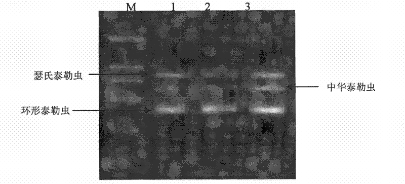 Kit for identifying and diagnosing different species of bovine theileria and method thereof