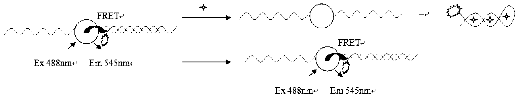 Preparation method of fluorescence resonance system for rapid detection of ATP in mitochondria