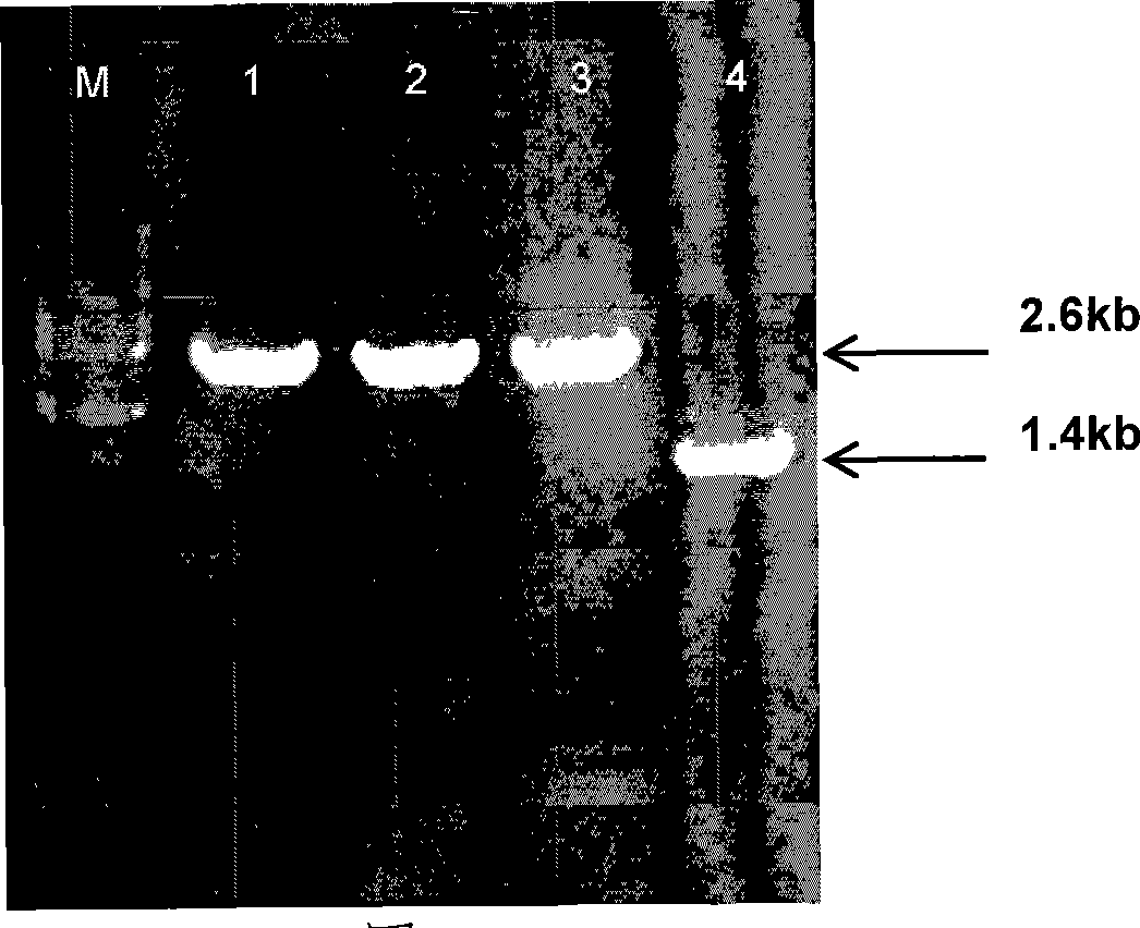 Engineering bacteria expressing coenzyme A transferase and beta-keto thiolase and use thereof