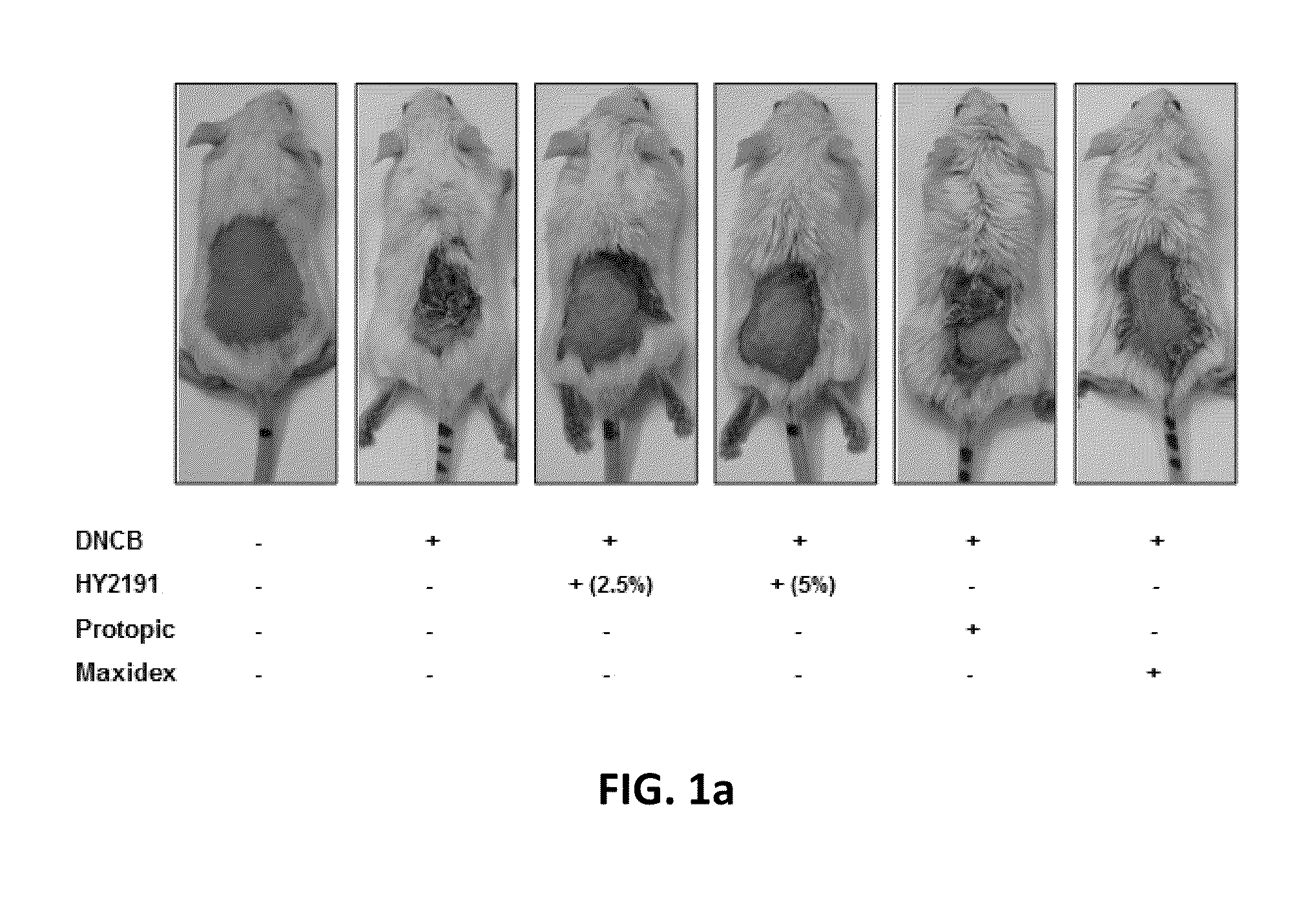 Composition Comprising GPCR19 Agonist as an Active Ingredient for Preventing or Treating Allergic Dermatitis