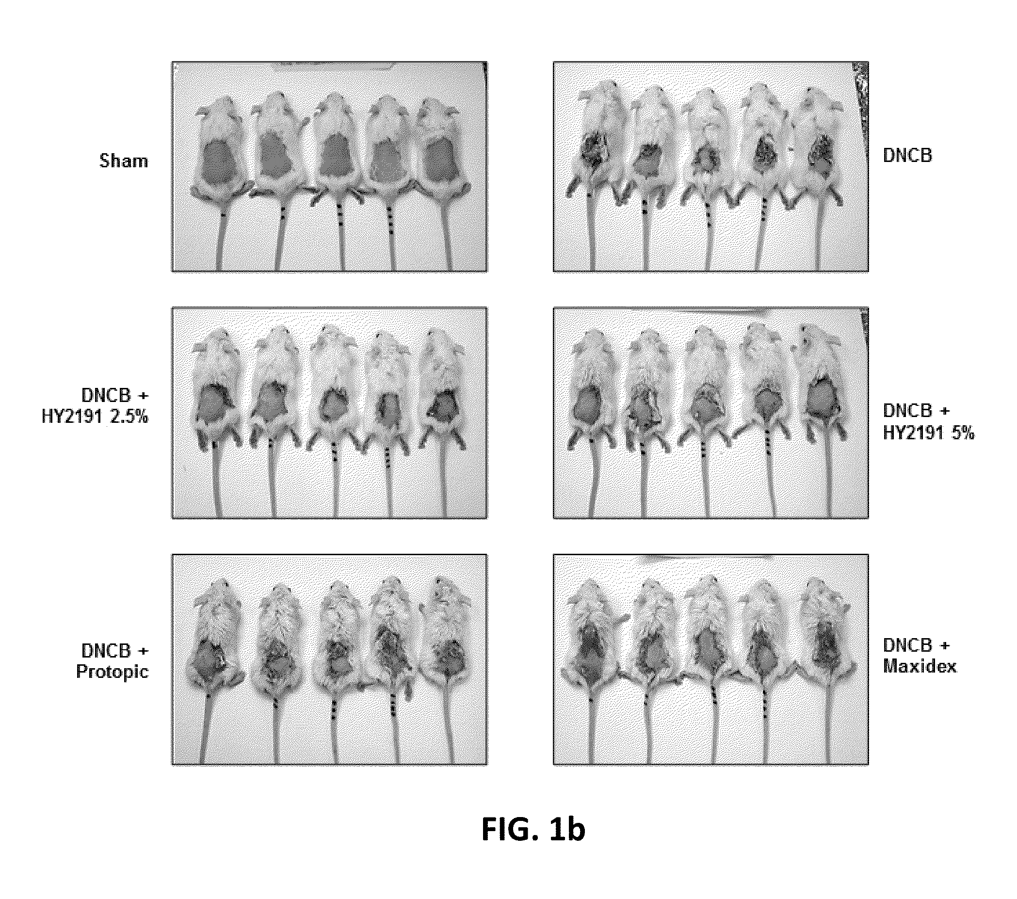 Composition Comprising GPCR19 Agonist as an Active Ingredient for Preventing or Treating Allergic Dermatitis