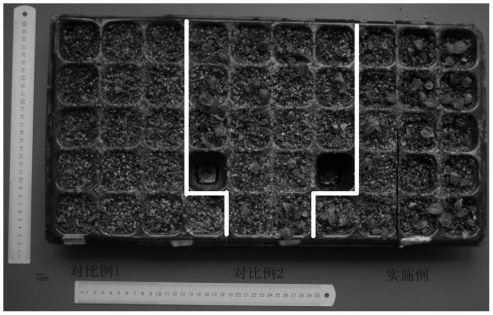 A pretreatment method for promoting seedling formation of Polygonatum multiflora