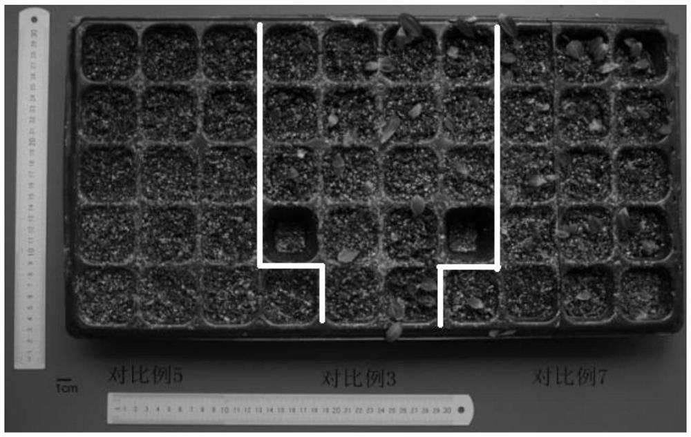 A pretreatment method for promoting seedling formation of Polygonatum multiflora