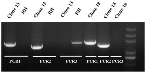 Toxoplasma gondii attenuated live vaccine with deletion of AP2IV-1 gene and construction method thereof