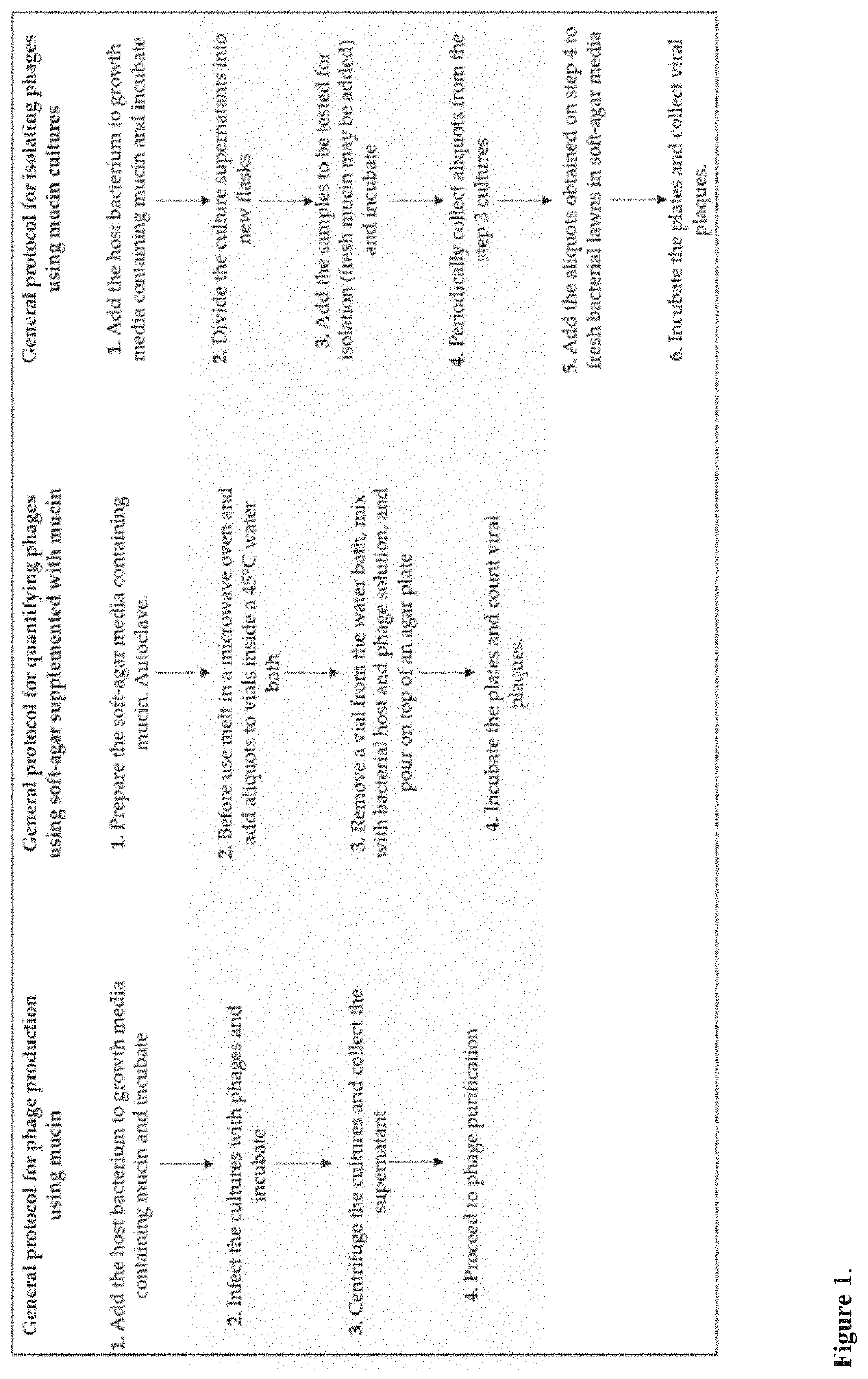 Improved methods and culture media for production, quantification and isolation of bacteriophages