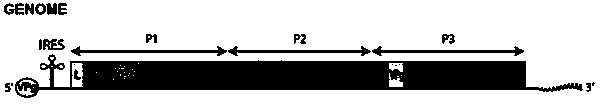 Pelodiscus sinensis picornavirus complete genome sequence and applications thereof