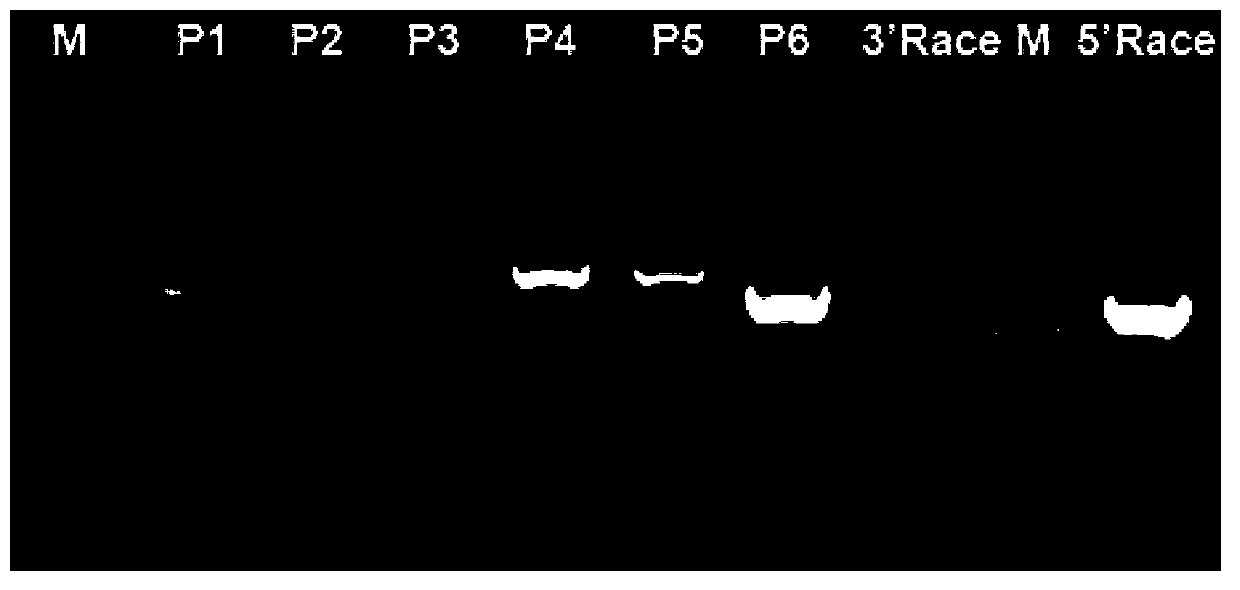 Pelodiscus sinensis picornavirus complete genome sequence and applications thereof