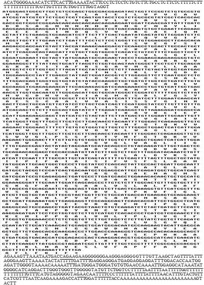 Nitrariatangutoruntonoplast H&lt;+&gt;PPase protein gene NtVP1, encoding protein thereof, and cloning method