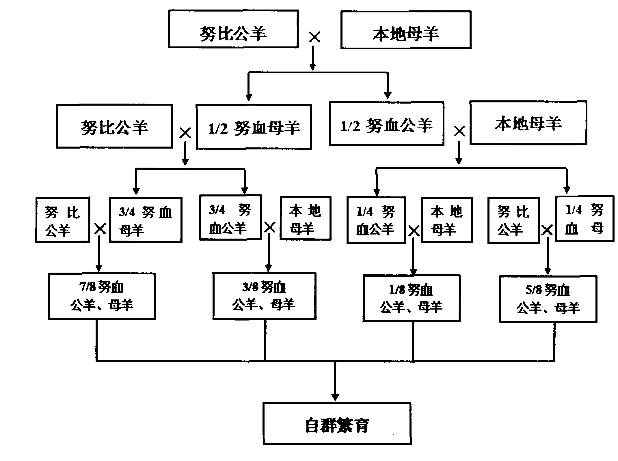 Breeding method of a new strain of Jianyang big ear sheep