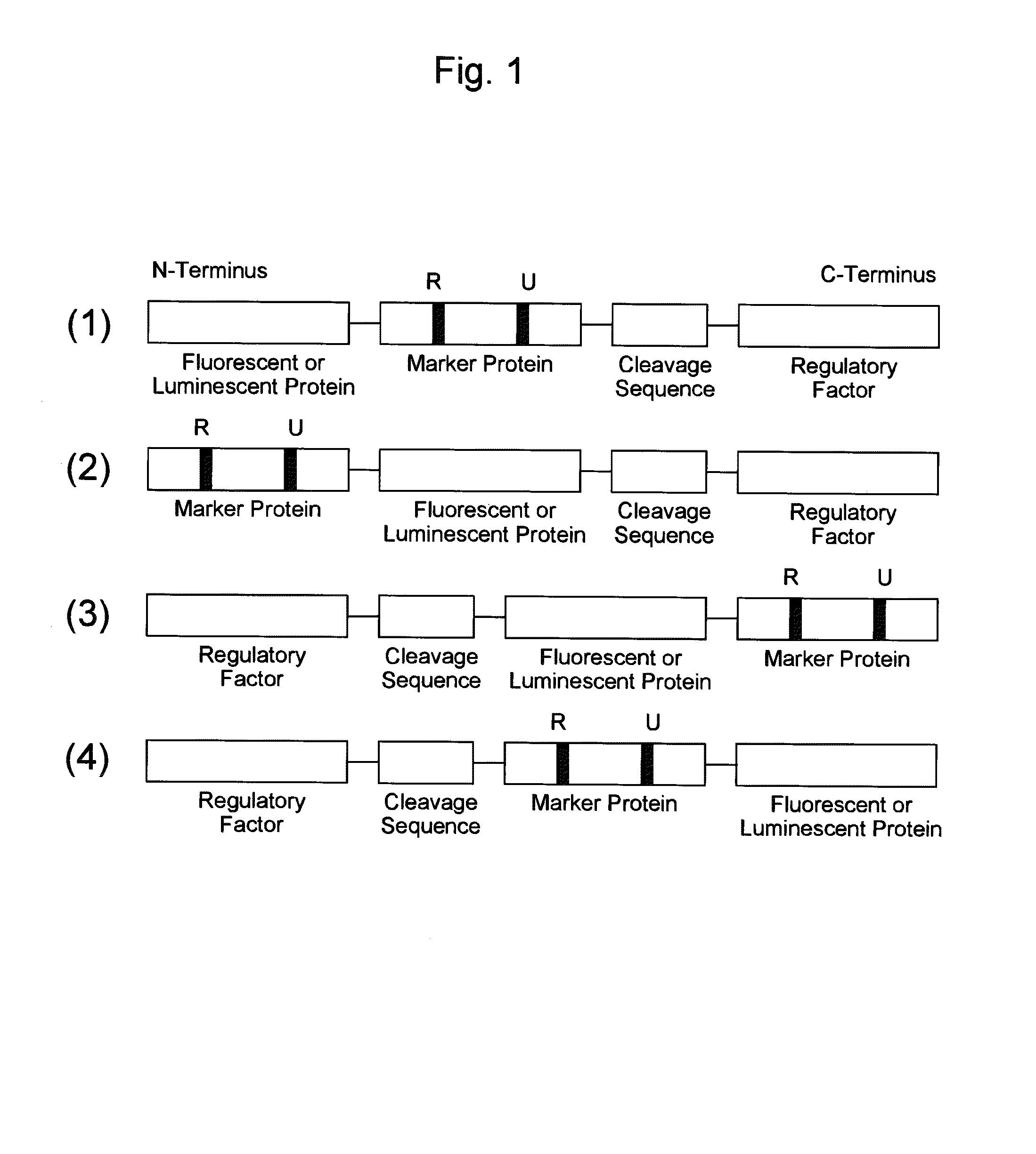 Probe reagent for measuring oxidative stress