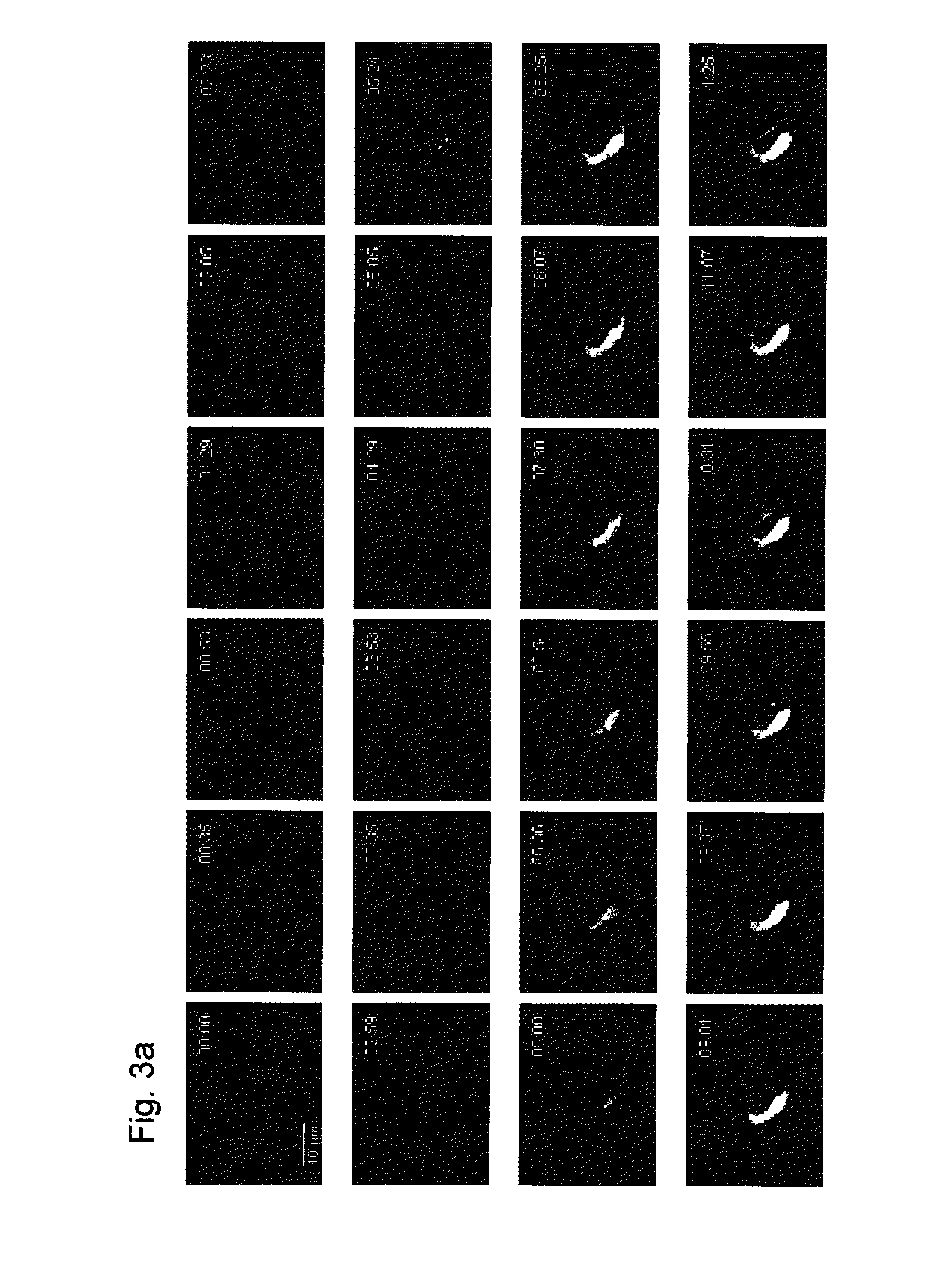 Probe reagent for measuring oxidative stress