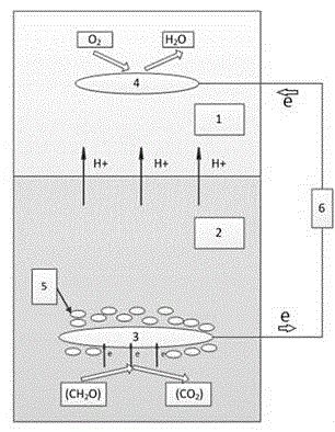 Seafloor sediment biological fuel cell sensor system for in-situ monitoring of organic pollutant degradation