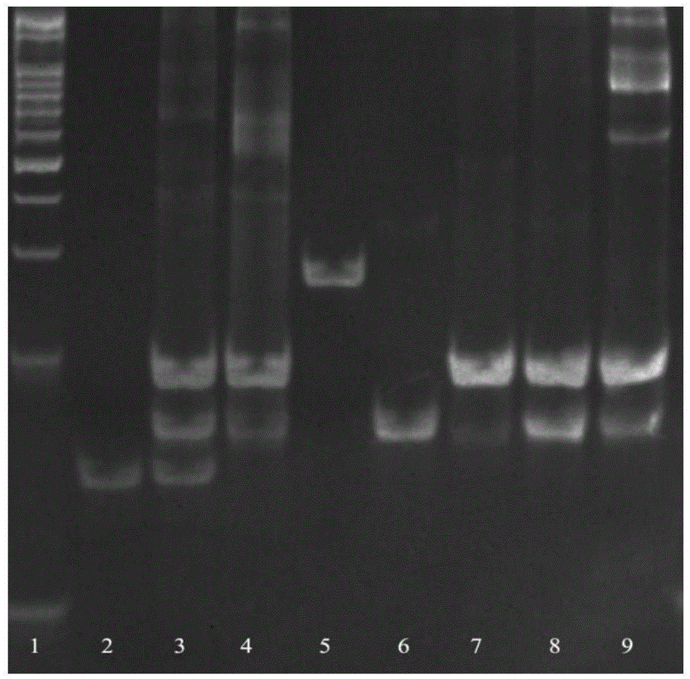 High-sensitivity uracil DNA glycosylase (UDG) detection using DNA three-direction section activated hybridization chain reaction