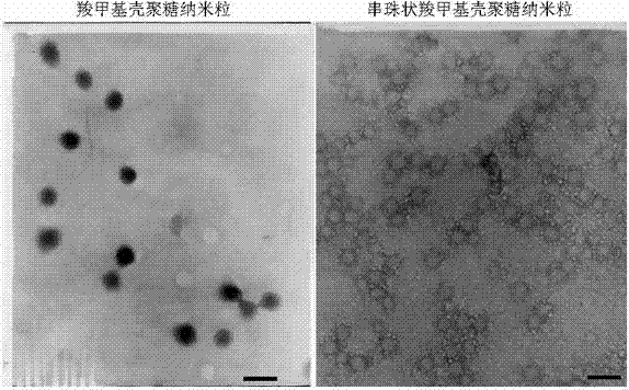 Bead-shaped amphipathic nano particle as well as preparation method and application thereof