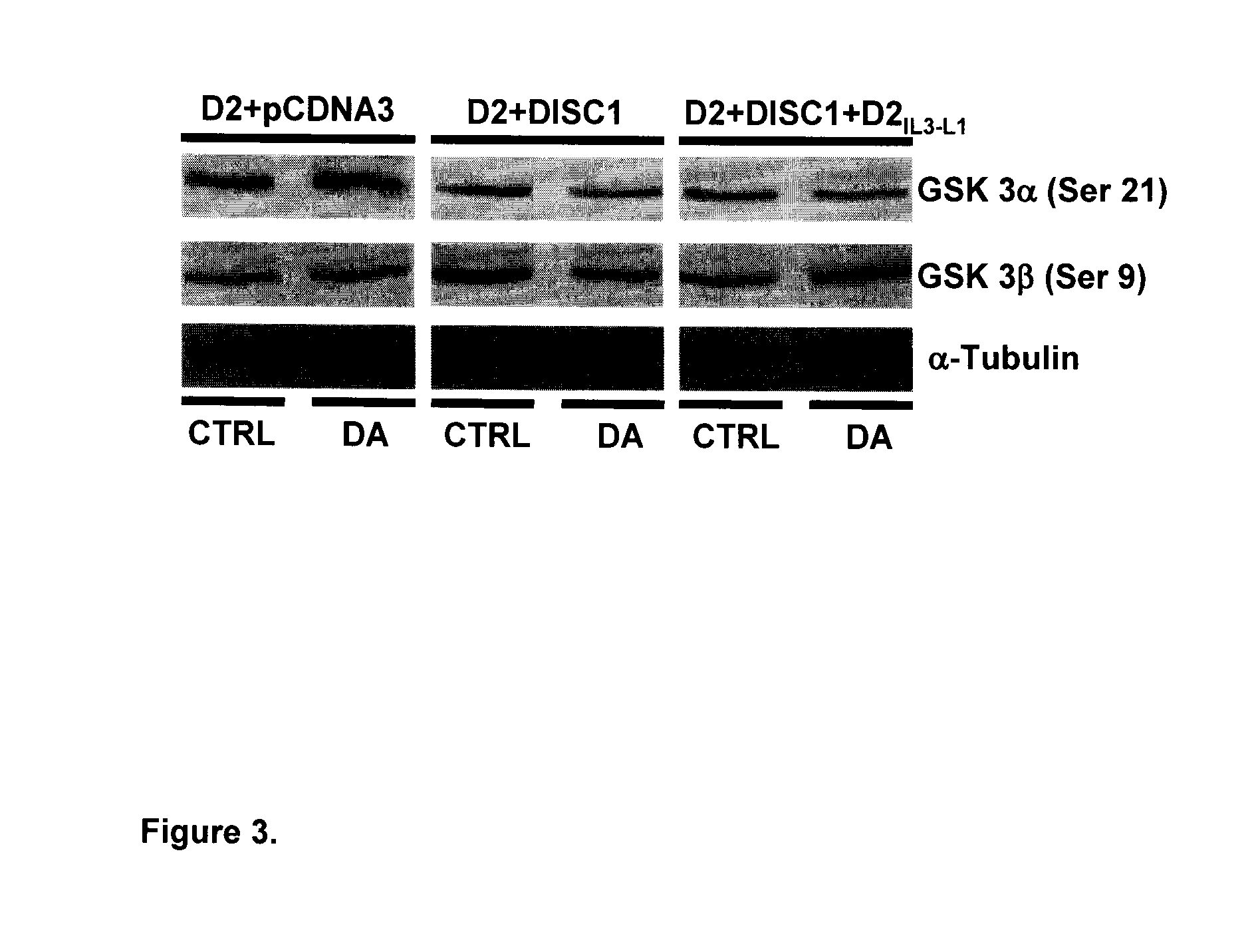 Dopamine d2 receptor-disc1 interaction, compositions and methods for modulating same