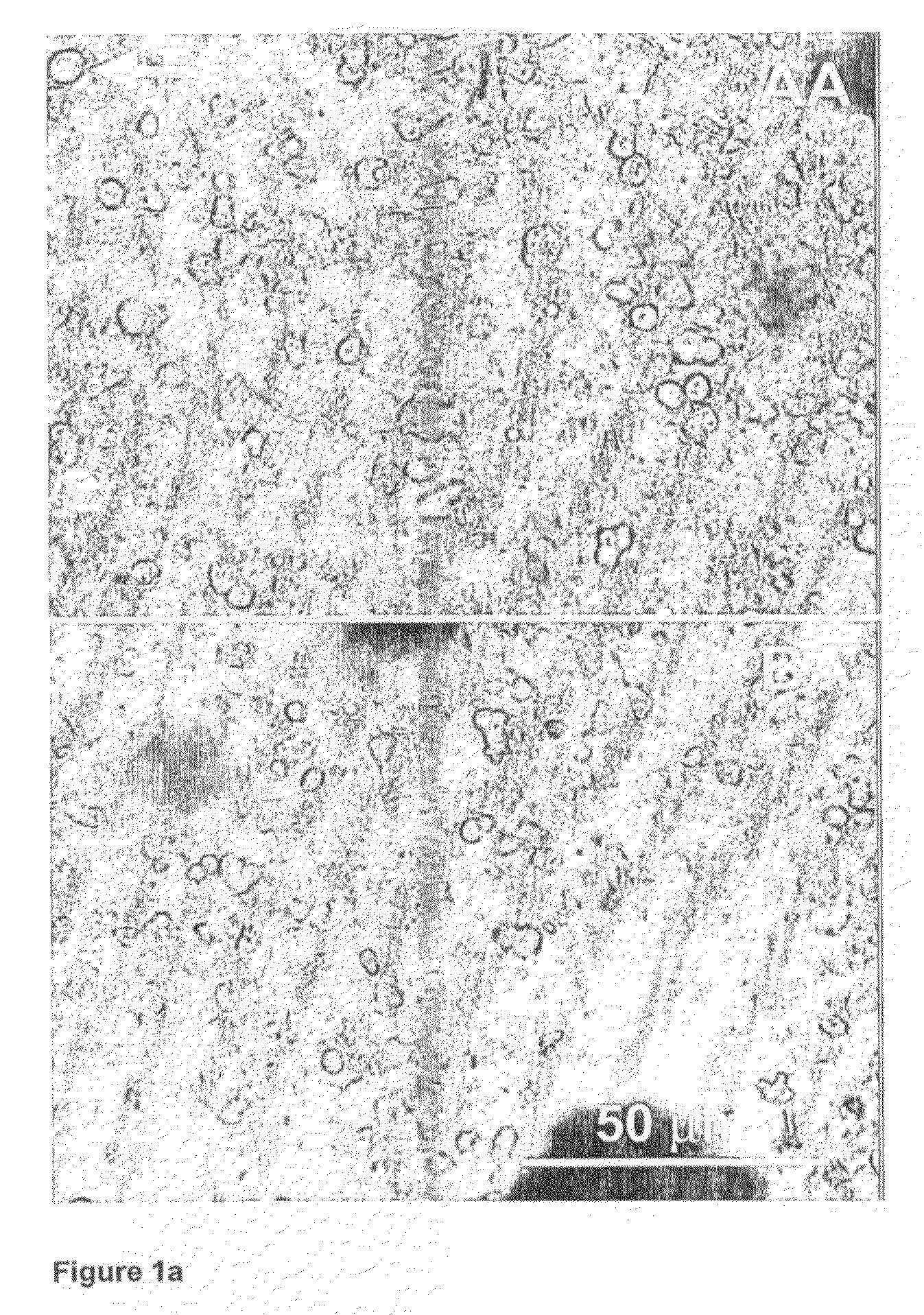 Modified cocoa product and process for its manufacture