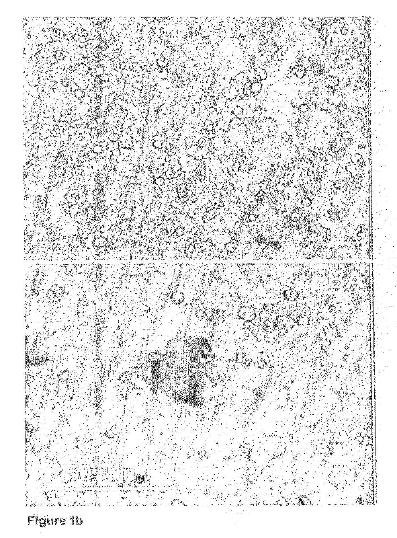 Modified cocoa product and process for its manufacture