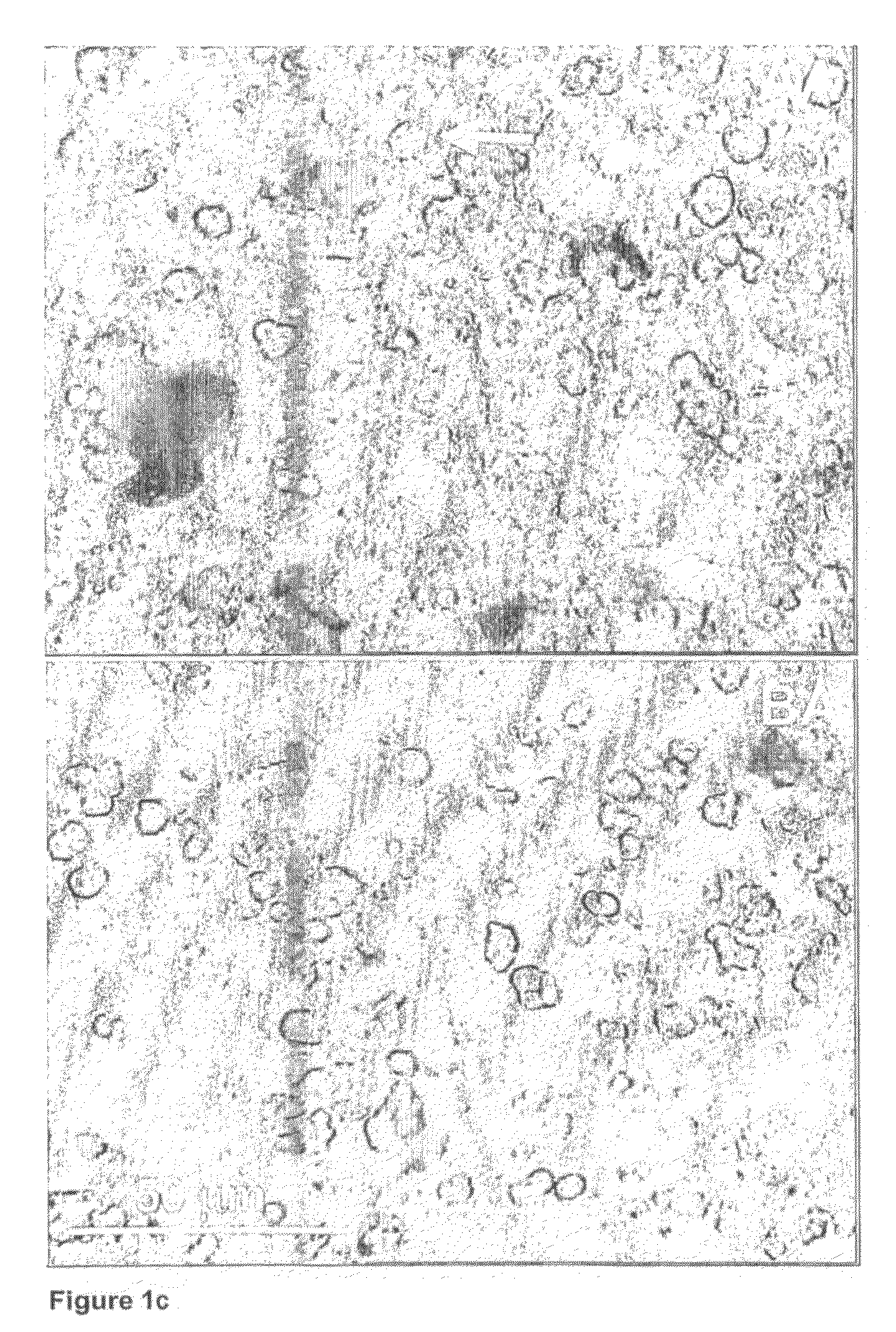 Modified cocoa product and process for its manufacture