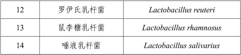 Pig origin saliva lactobacillus viable bacteria preparation and application