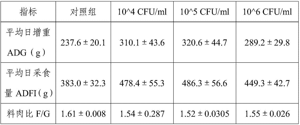 Pig origin saliva lactobacillus viable bacteria preparation and application