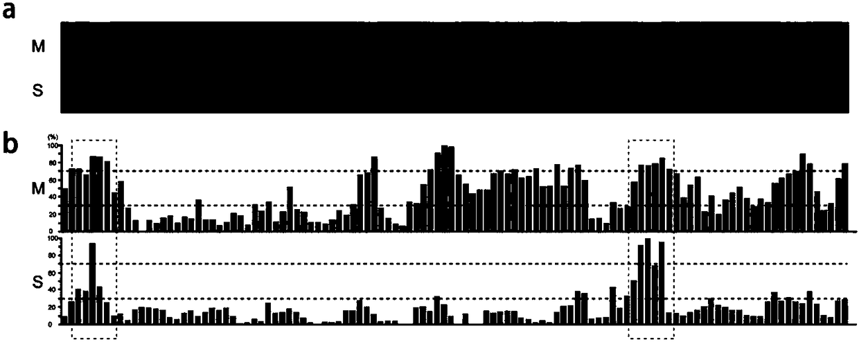 New HPV epitope